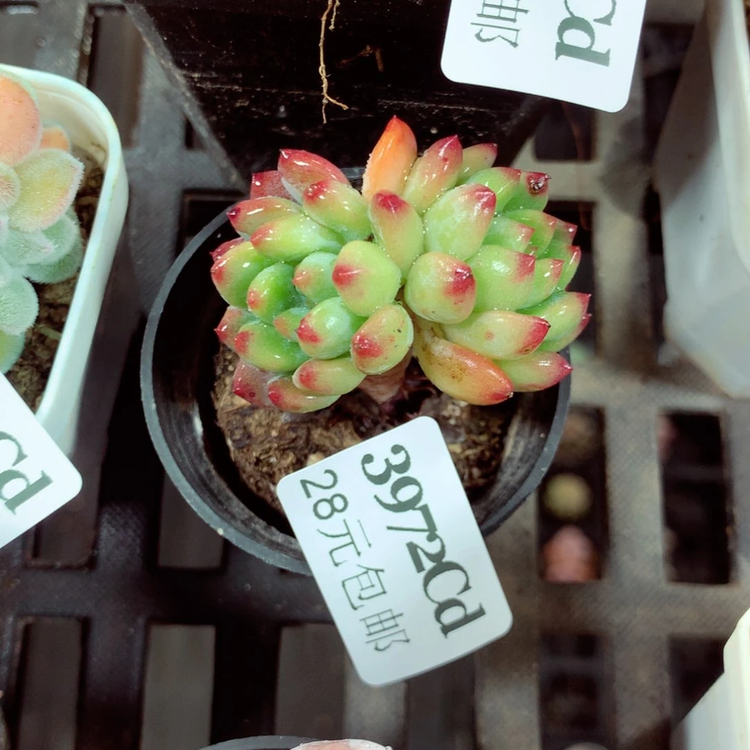 5厘米盆精控多肉3972