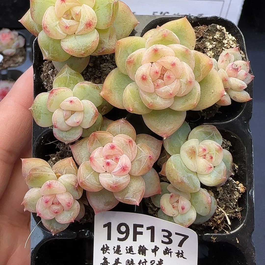 糖***辣【满29包邮非偏远】137不包整四颗