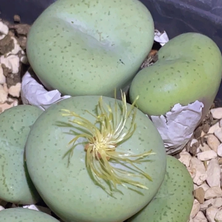 77770000000088000008888