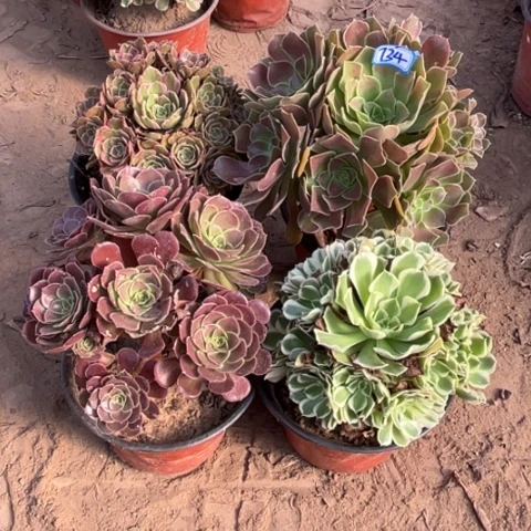 734多肉植物组合，