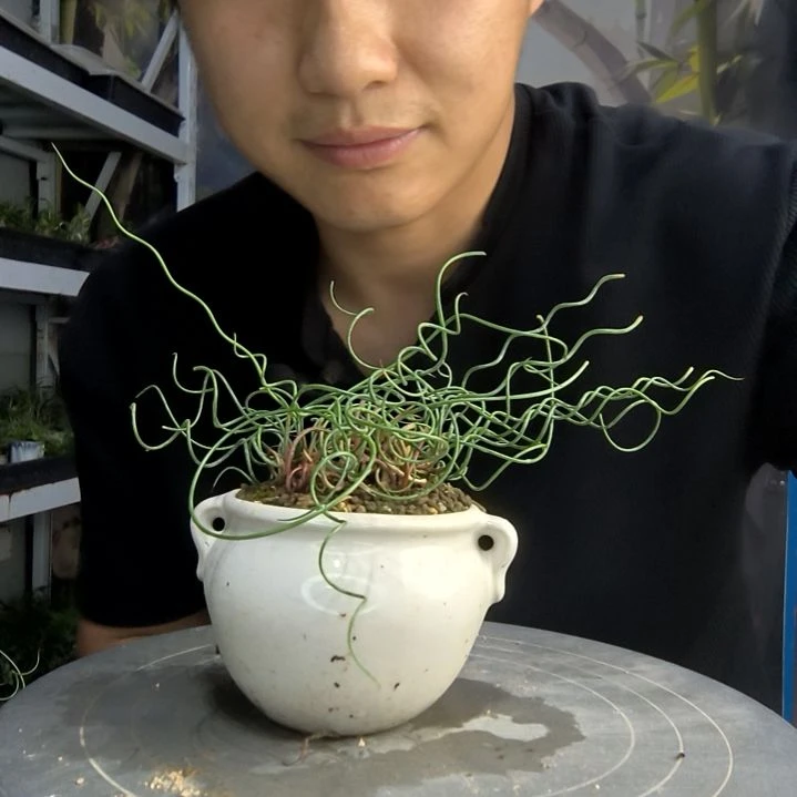 爱****白中青园艺一物一拍45
