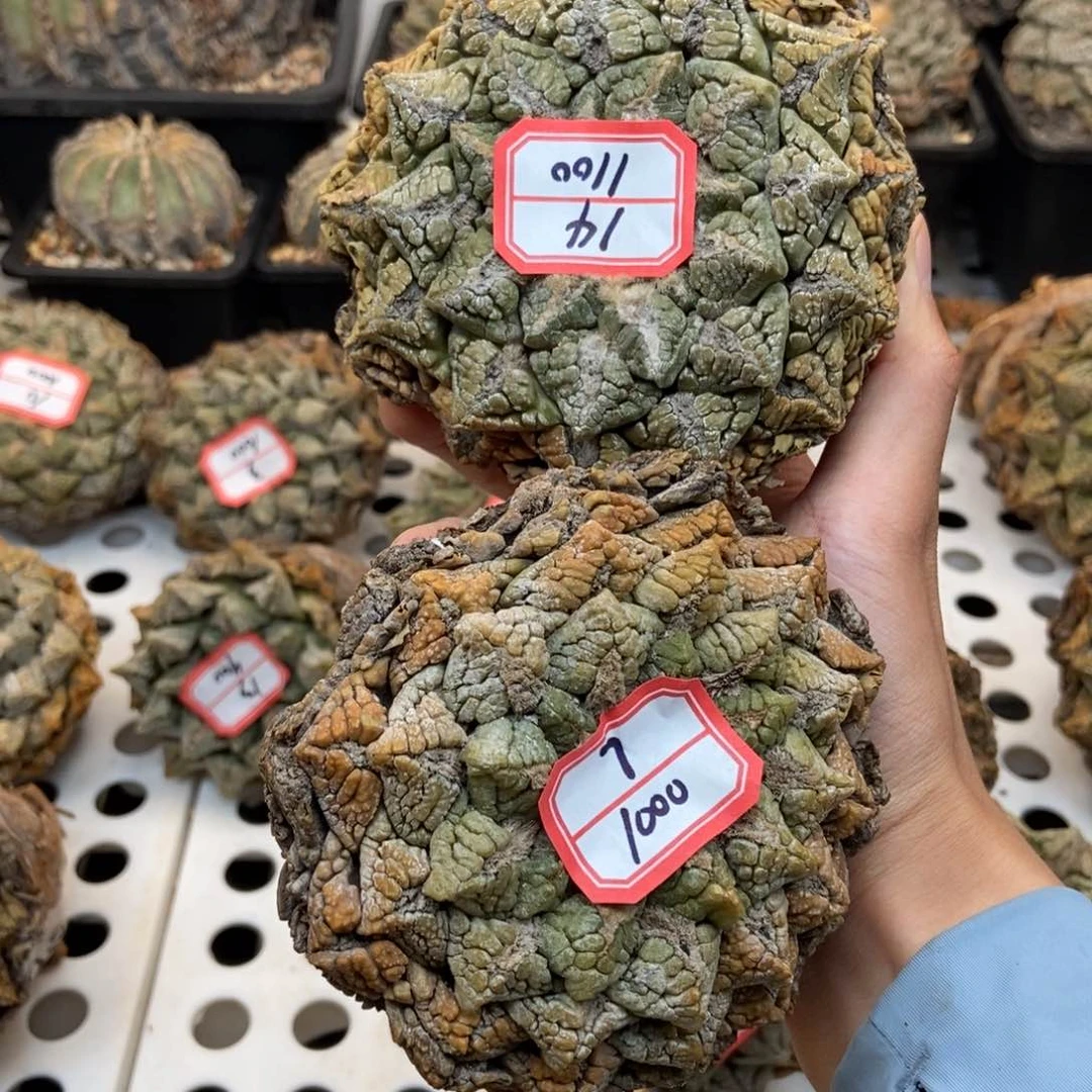 坦****场龟甲牡丹451518181