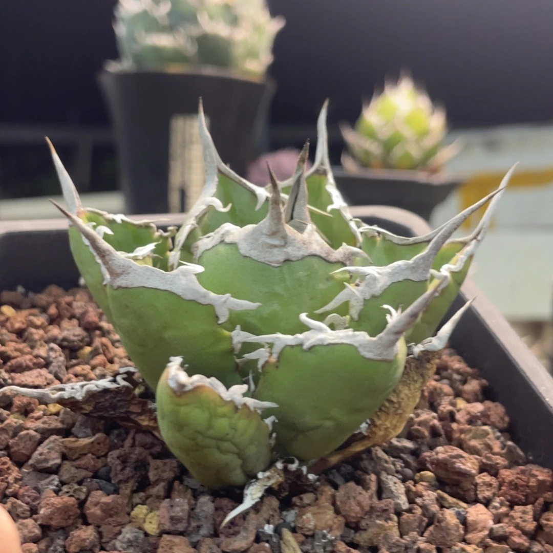 阿修罗8888888888888