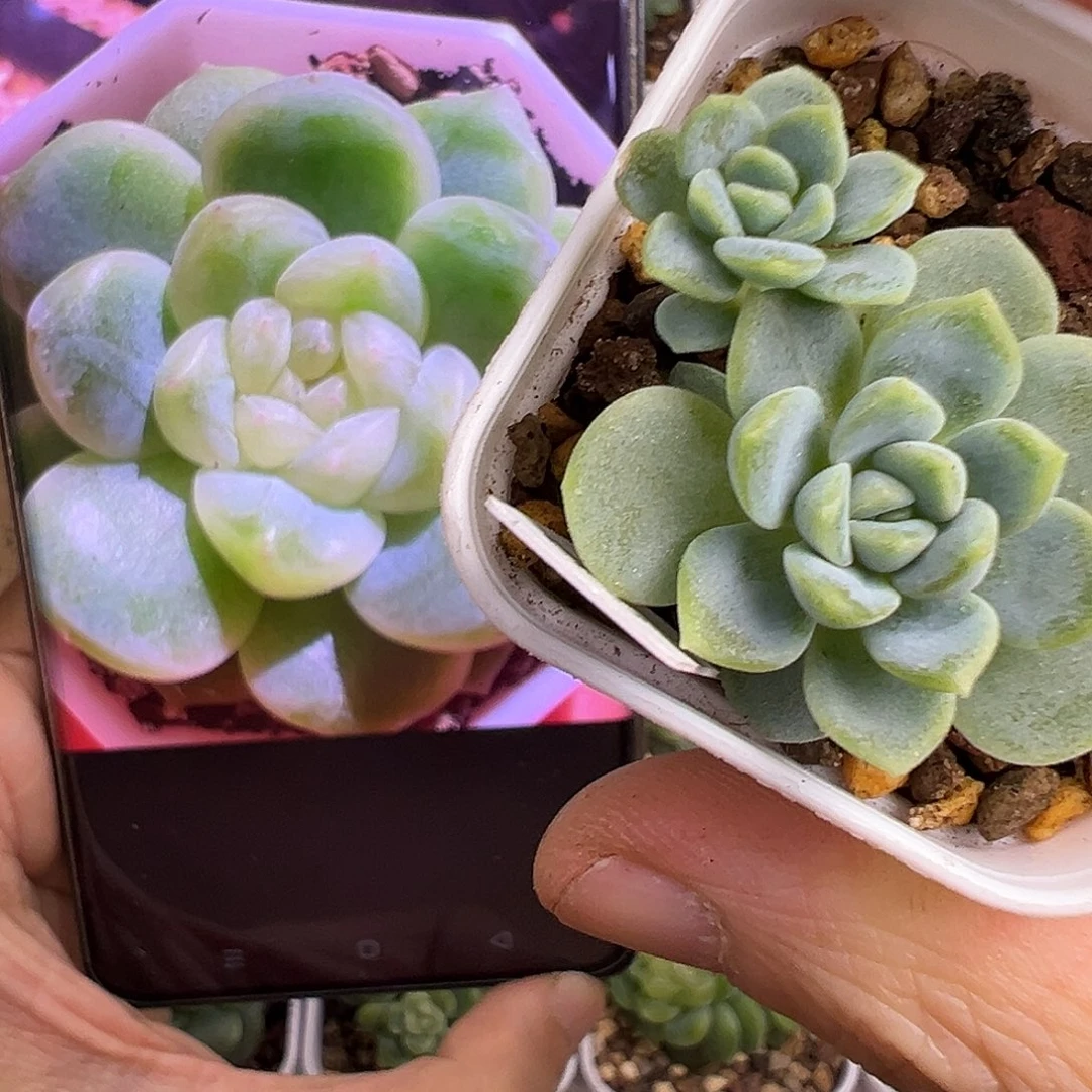 白底粉心财富12。原价25
