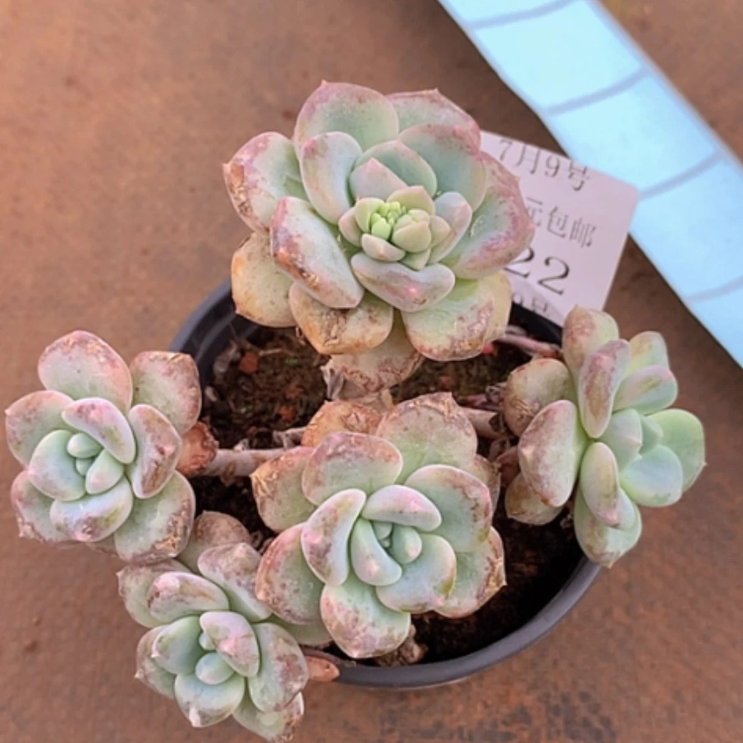 【闪购商品】云622号