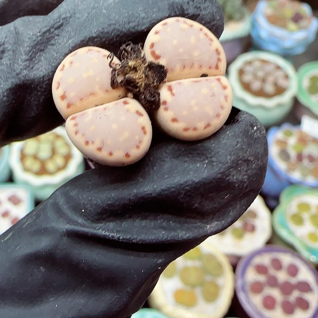 生石花满18包邮1122-48