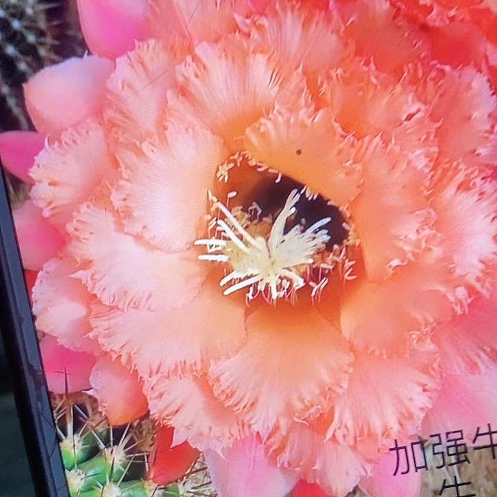 加强牛牛侧芽6公分毛花柱