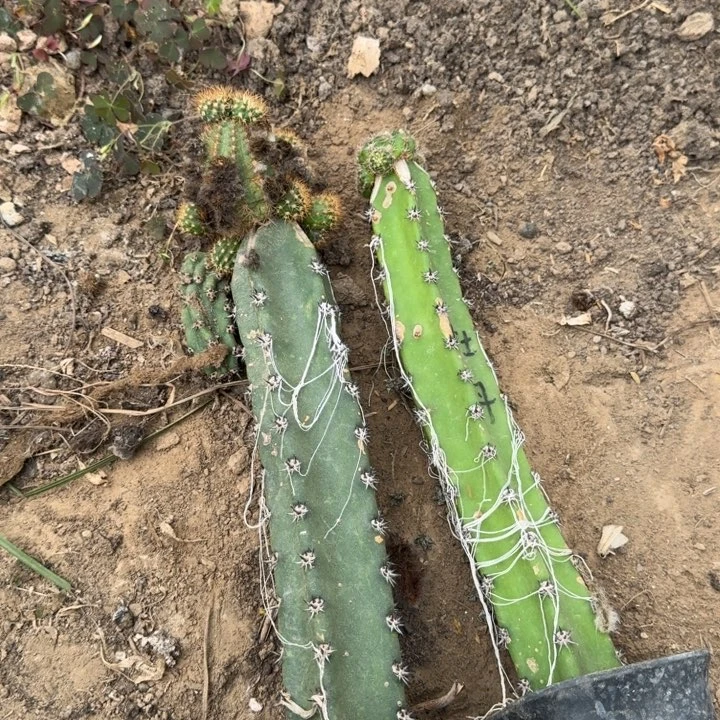 374秀普嫁接丽花斑脱土发货