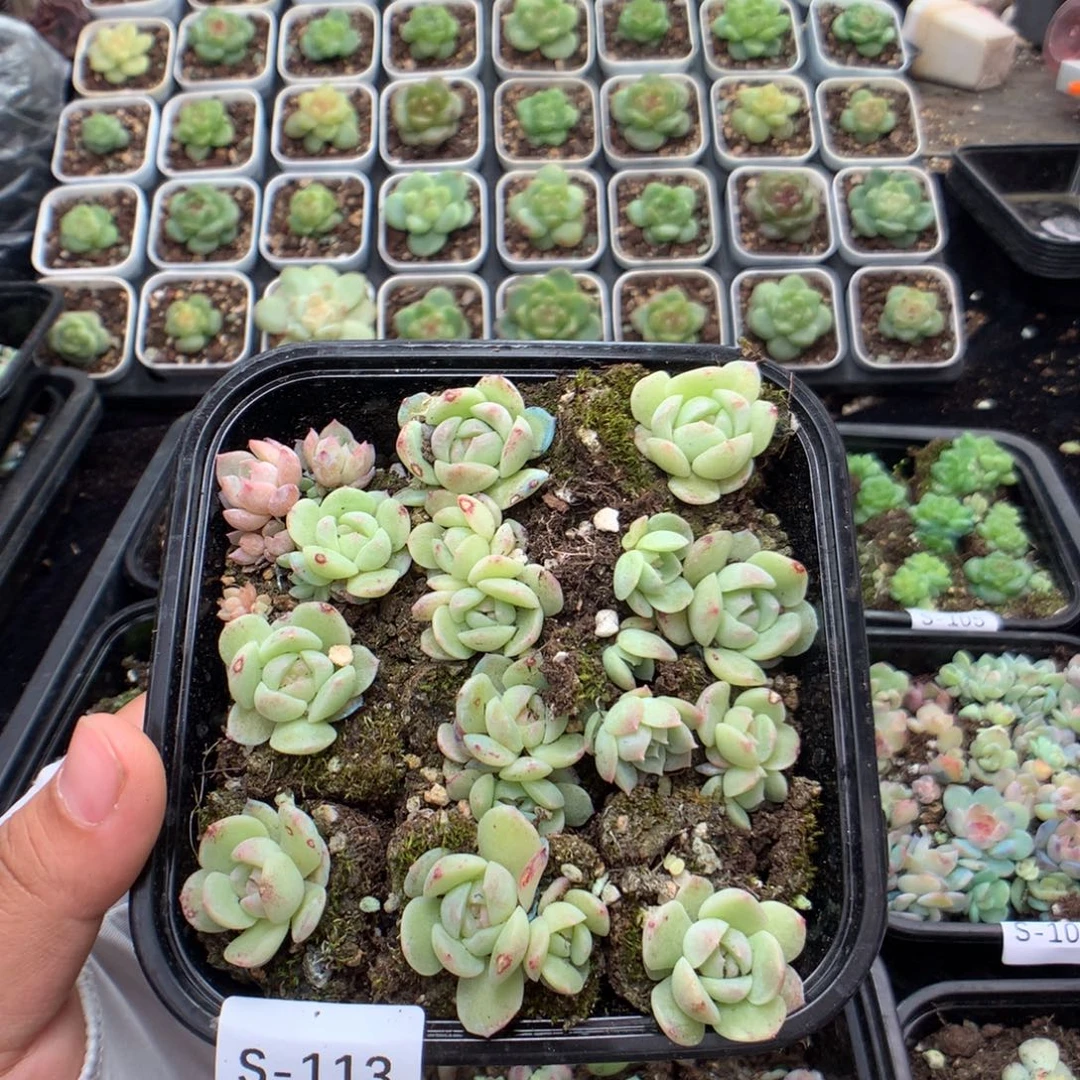 无花朵S113英语英语