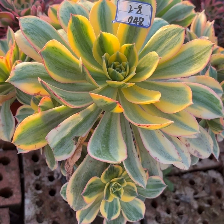 量拍灿烂一颗歪多肉断枝不包