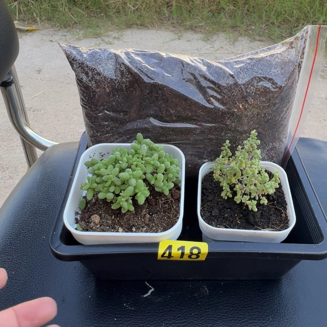 枝干番杏多肉植物418