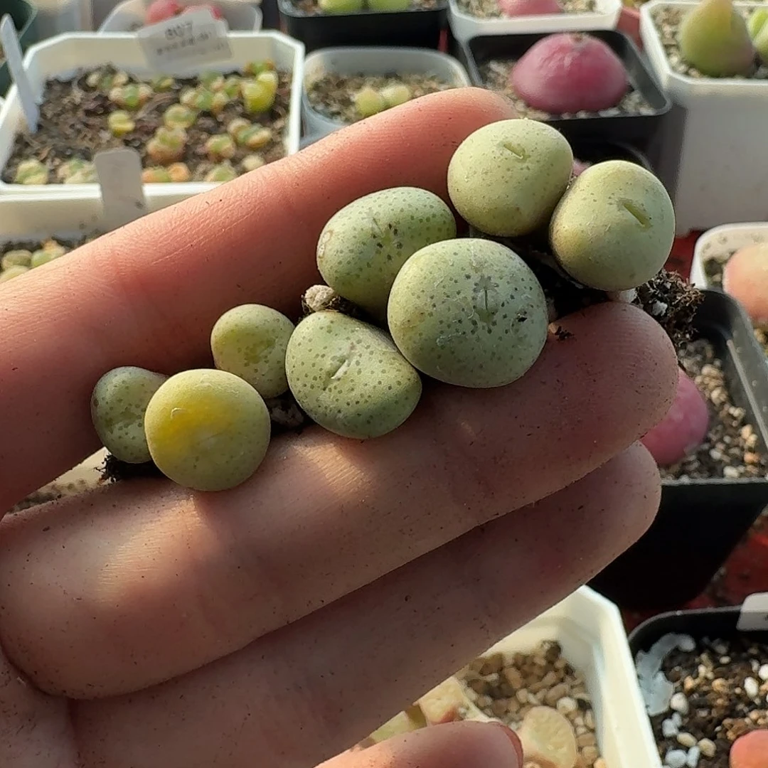 ?*宝老马生石花大饼827
