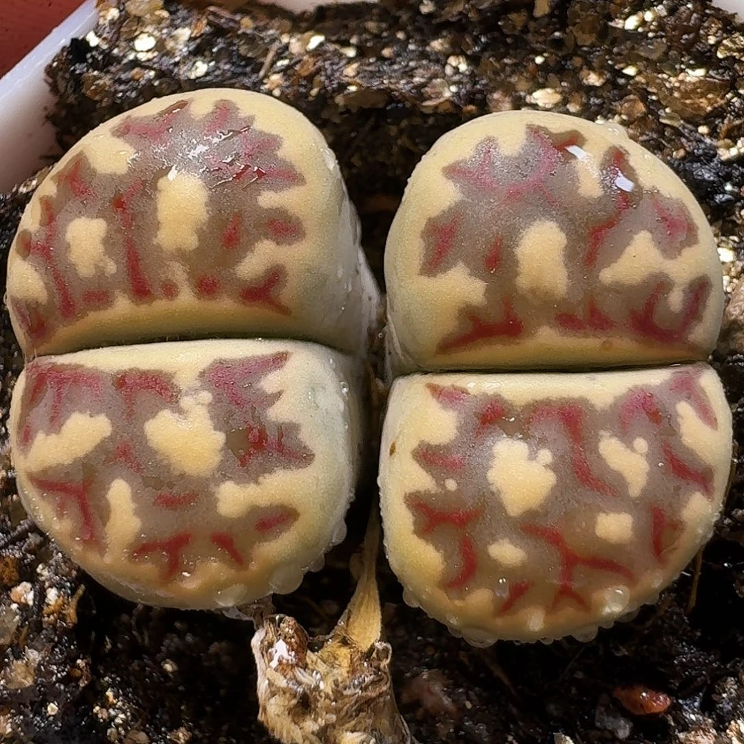生石花111111。   269