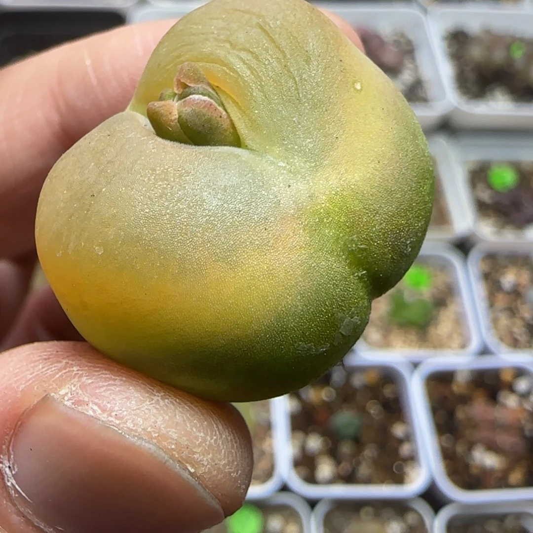 2.5+漂亮多肉植物431