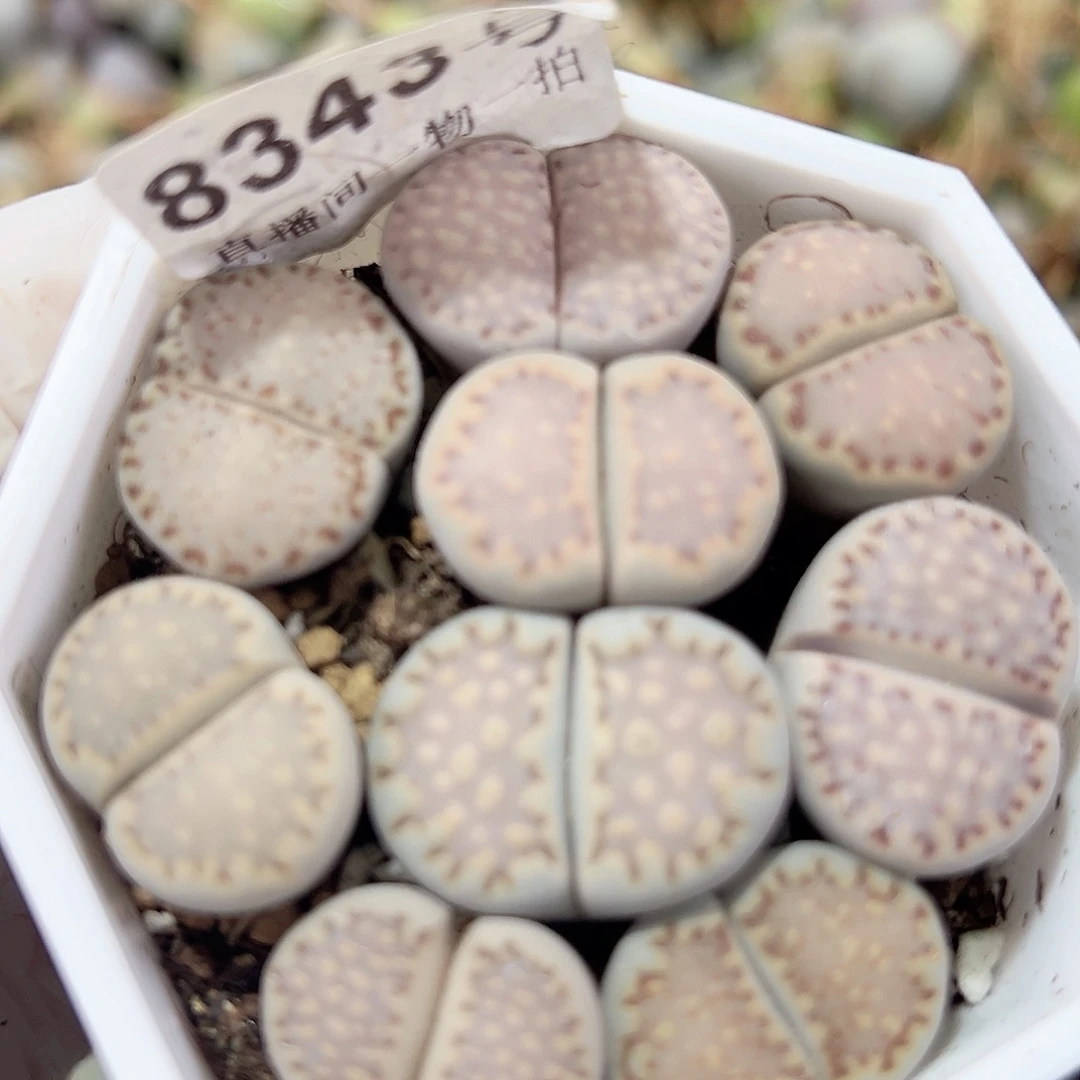 8343 好养易活生石花大母本