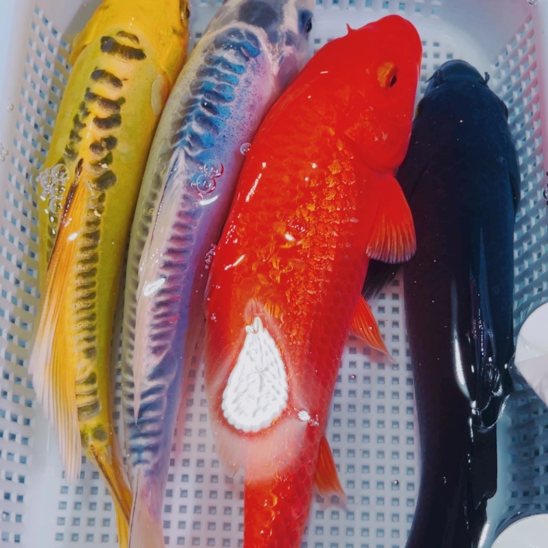 锦鲤锦鲤冷水观赏鱼