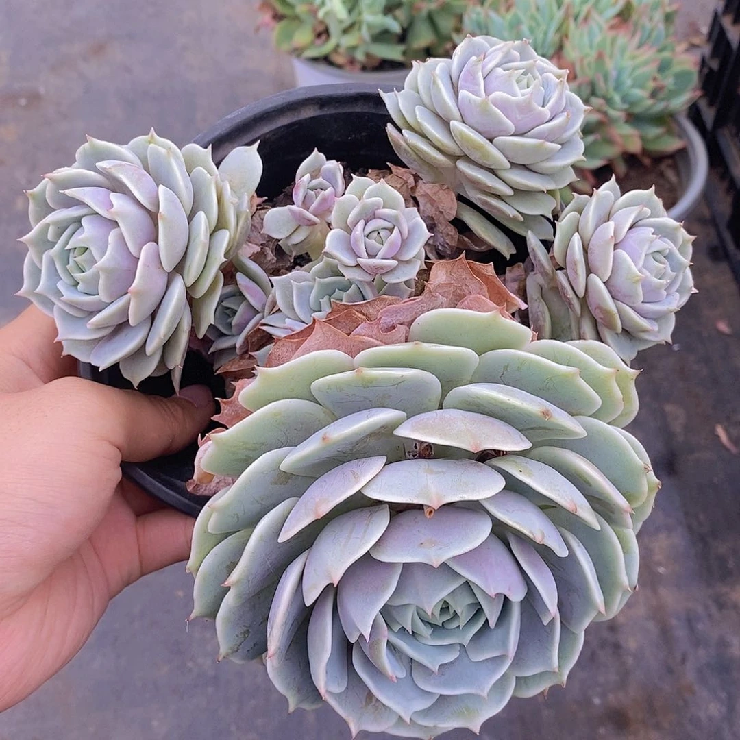 露娜莲多头群生老桩多肉