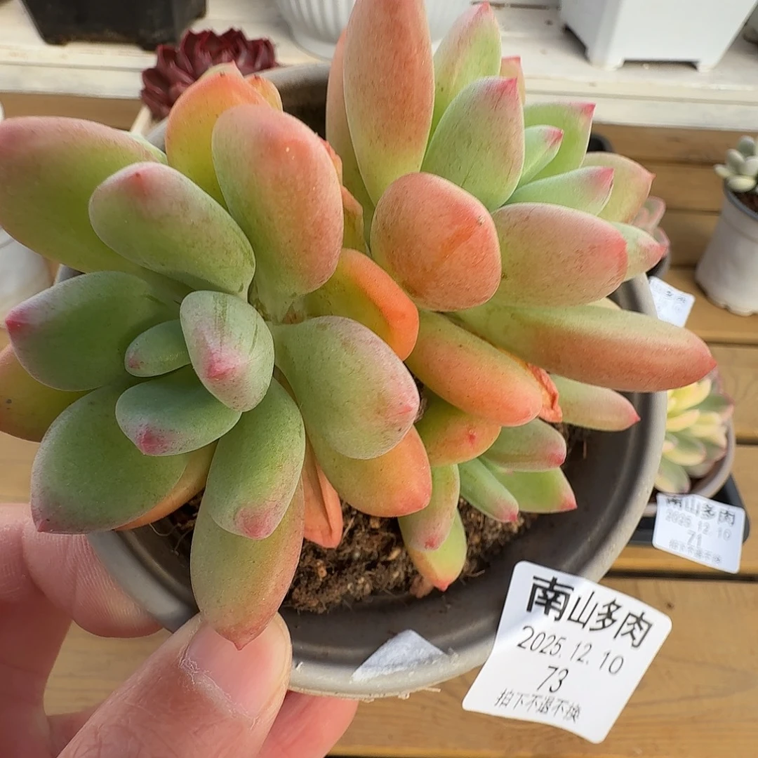 清新美人1111210-73