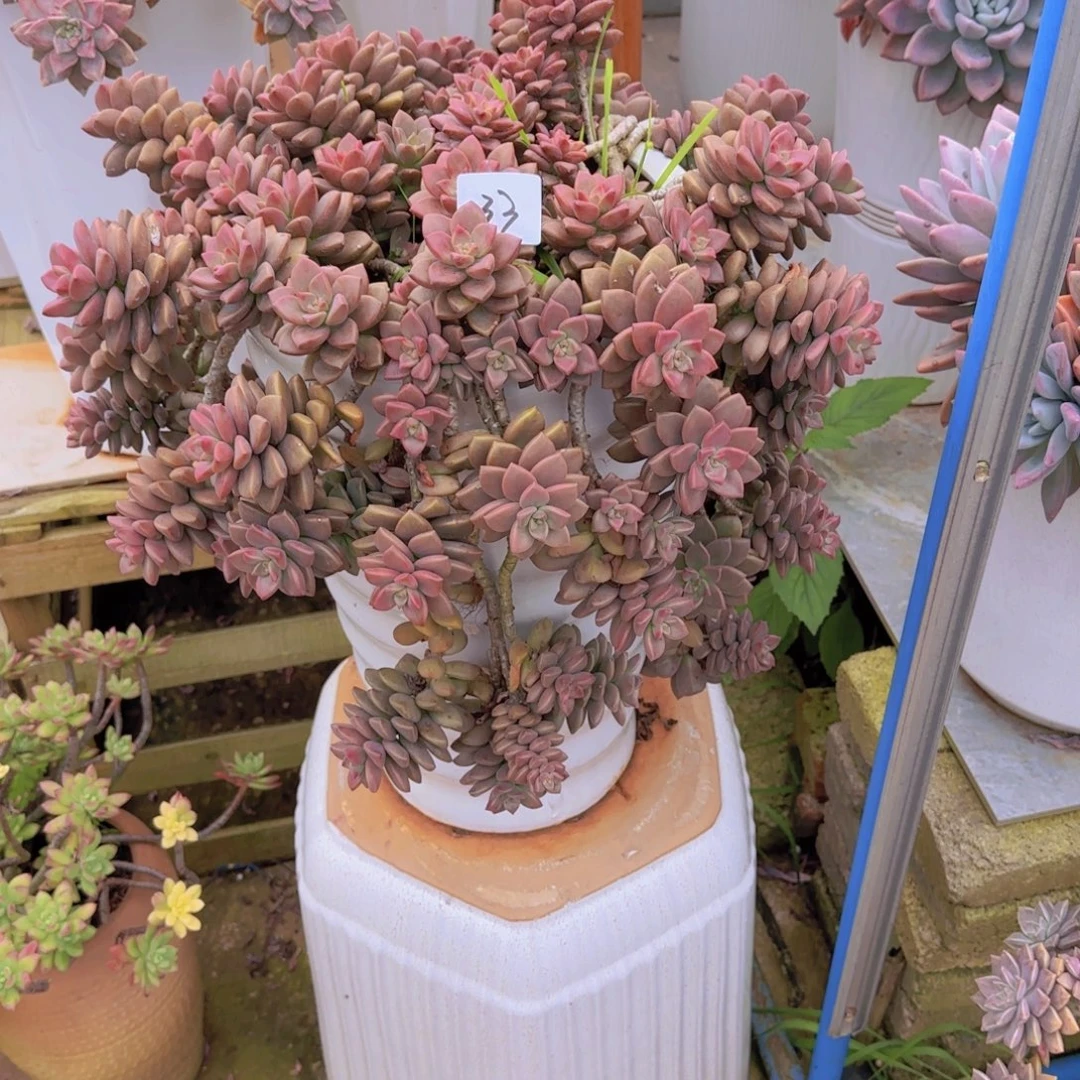 33基隆越多肉植物軚盘