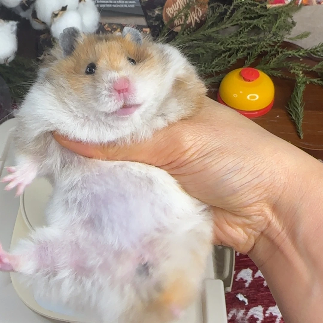 火波妹妹7个月171g