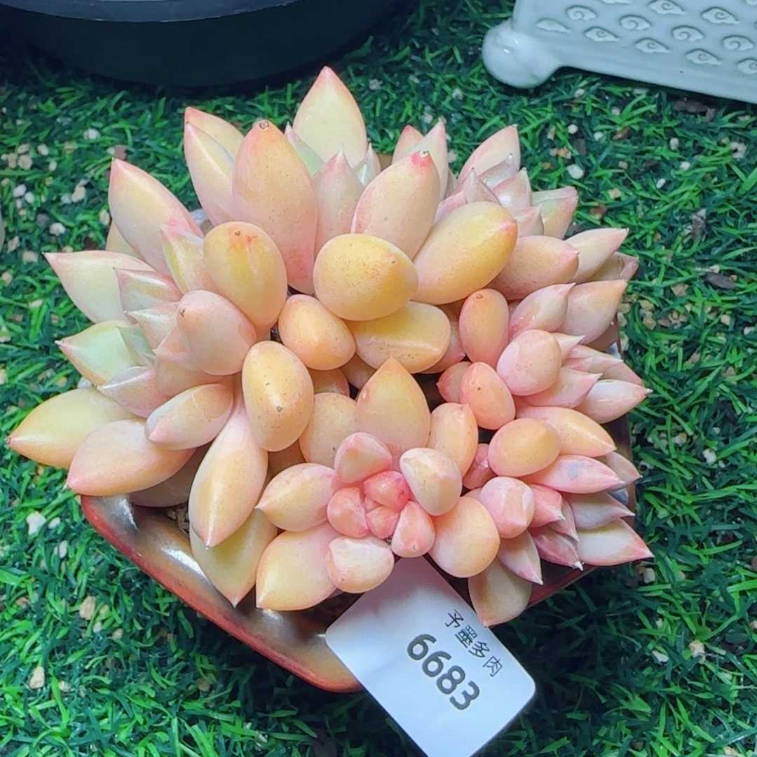 红象牙，6683多肉植物