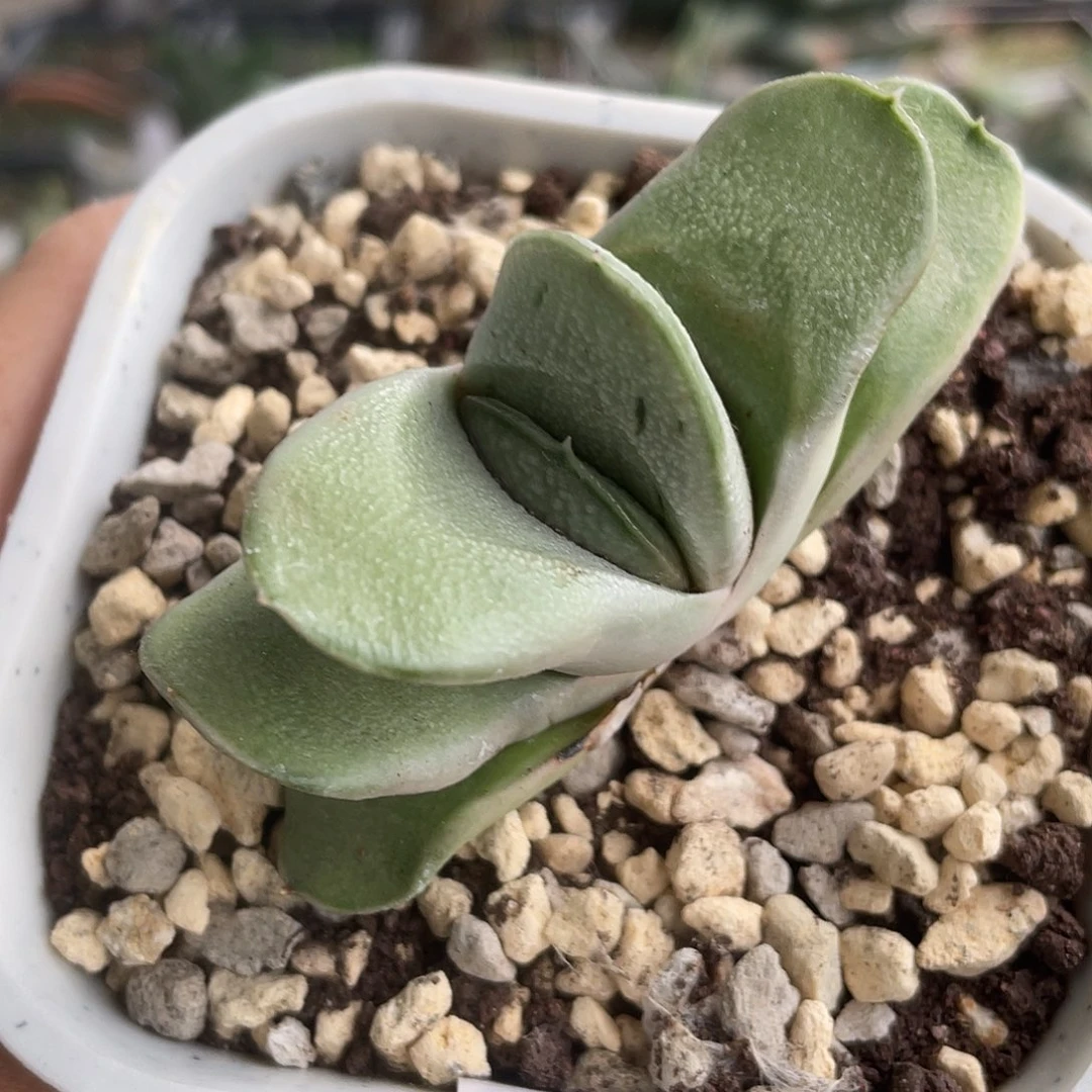 58脱土发货111111111