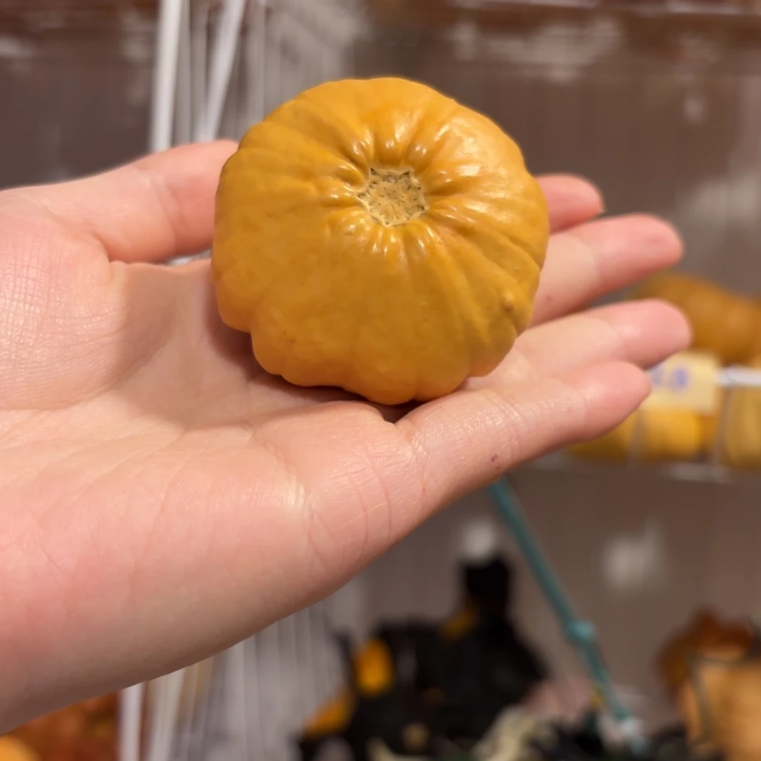 墨西哥葫芦黄色花饼