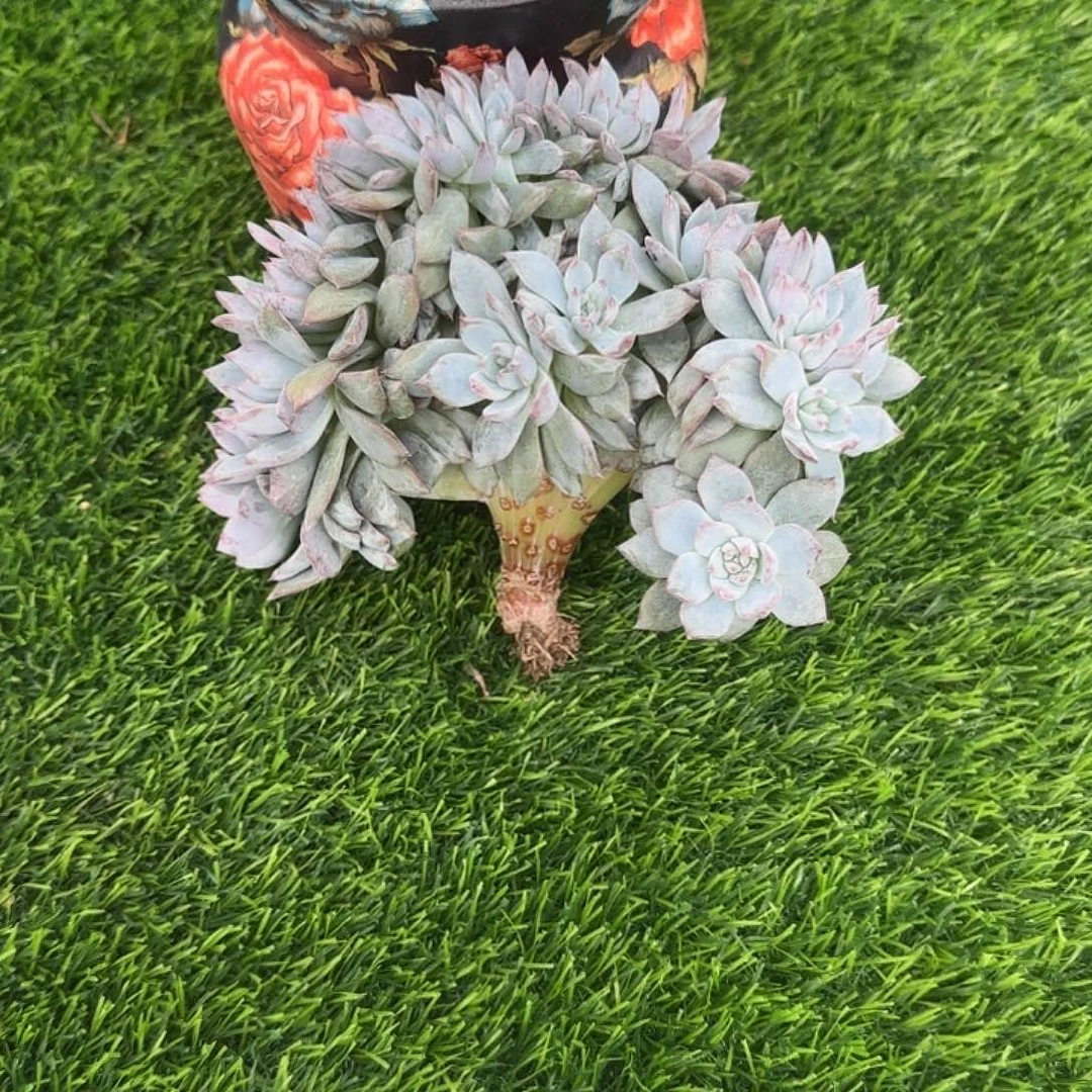 *****安姐专拍多肉植物