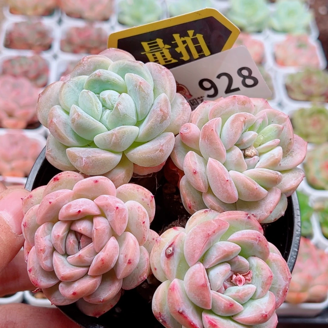 当前无花朵，栽培后可花朵