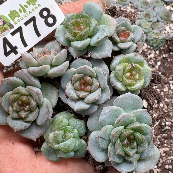 多肉植物多肉植物