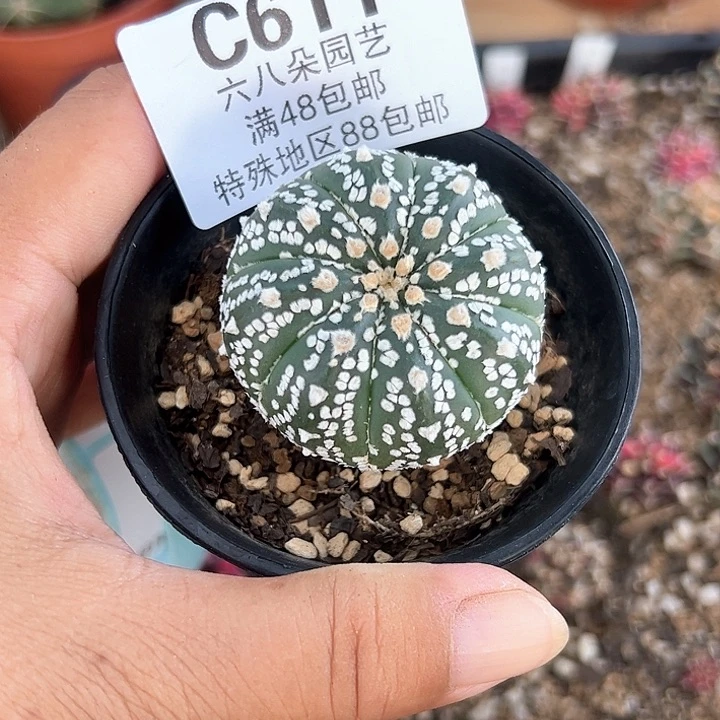 611号实生兜仙人球