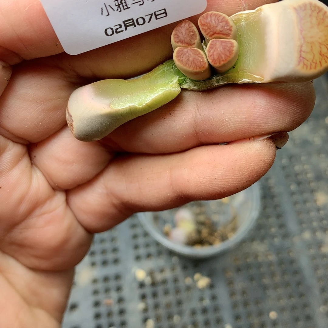 D32多肉植物保护