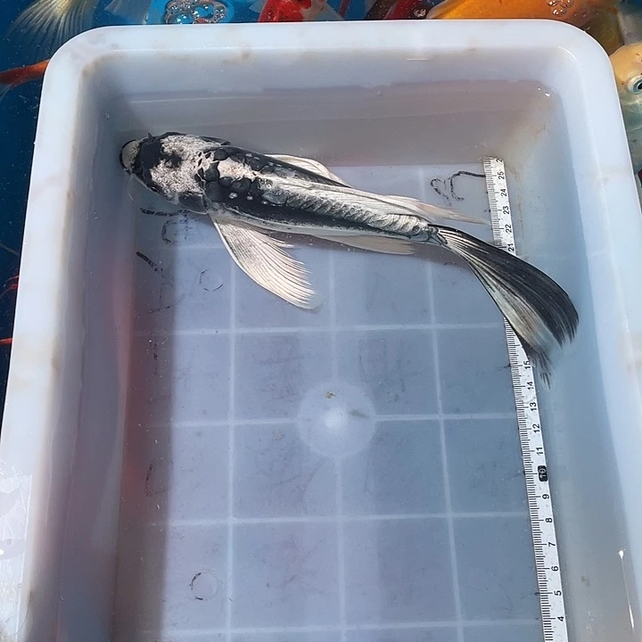 蝴蝶鲤鱼渔场直发179