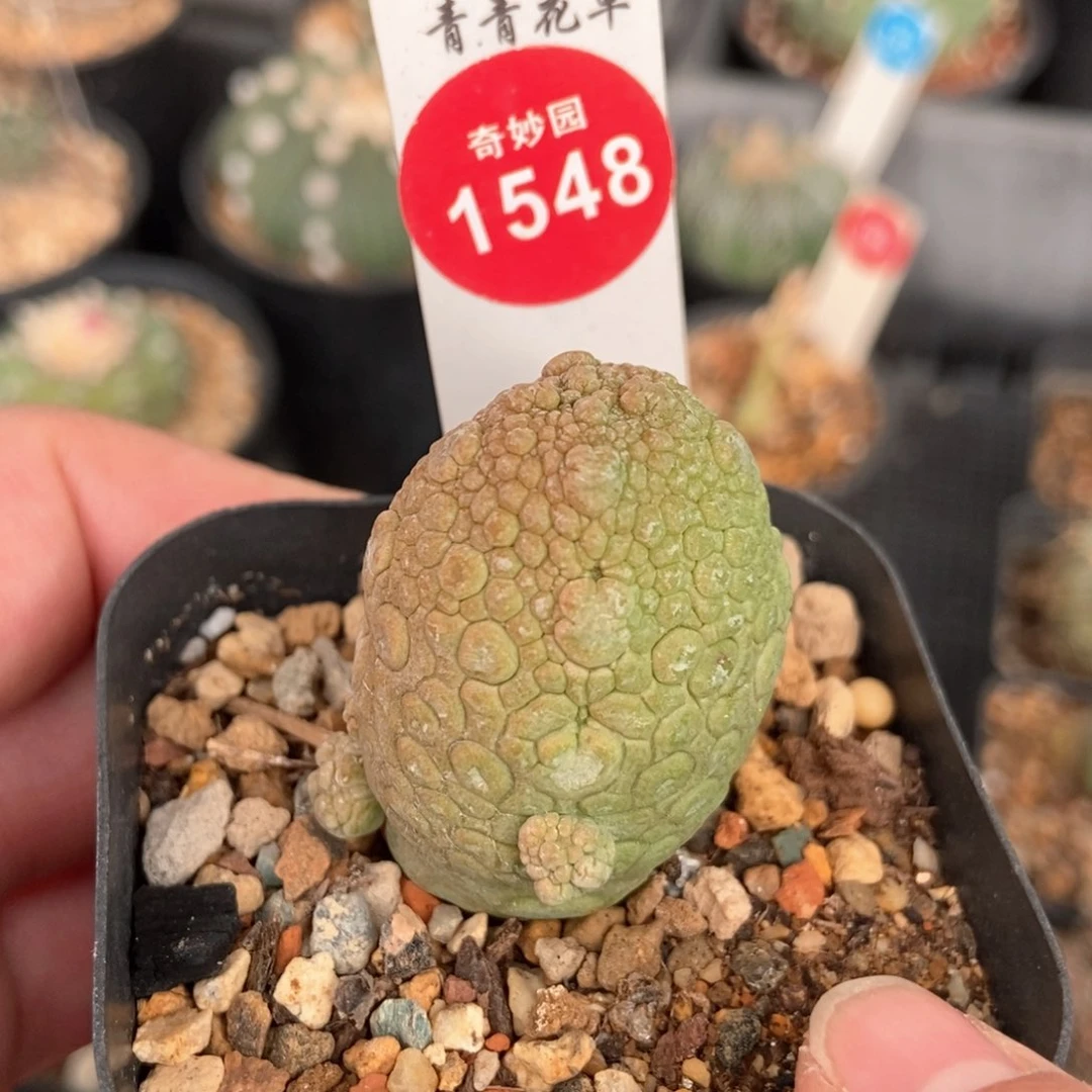 实生带崽凝蹄玉群2.7cm