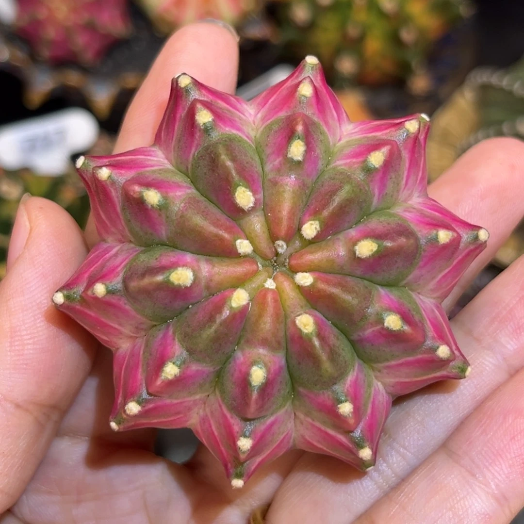 山竹轮回 米哈仙人球