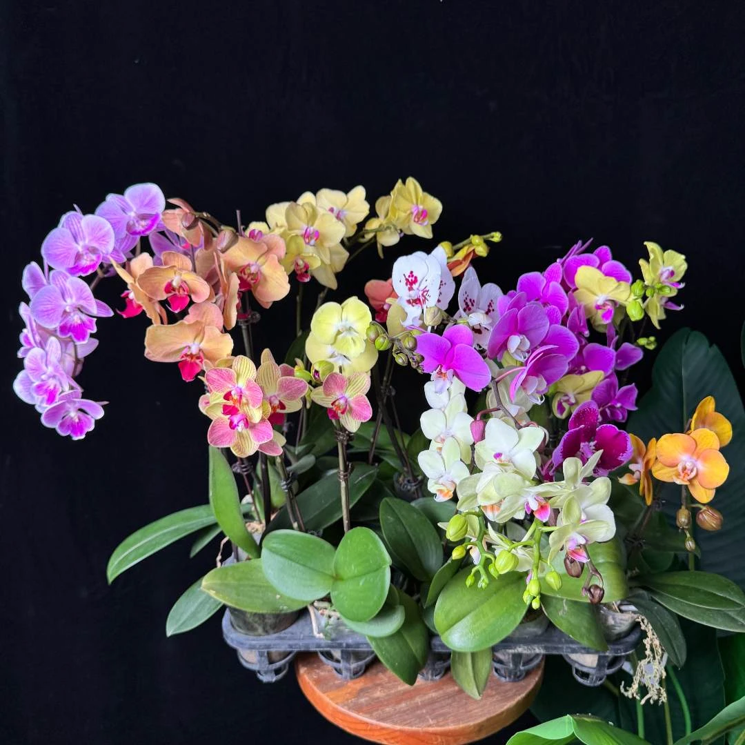 【S+全家福】福利款2.8寸杯精品蝴蝶兰室内绿植不带盆