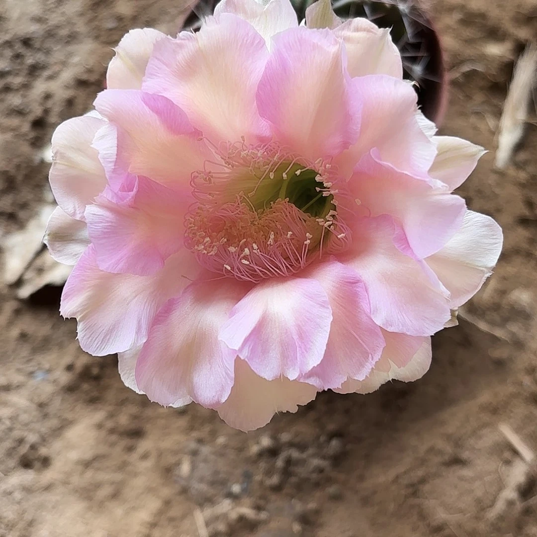 701 侧牙20包邮仙人球瑕疵