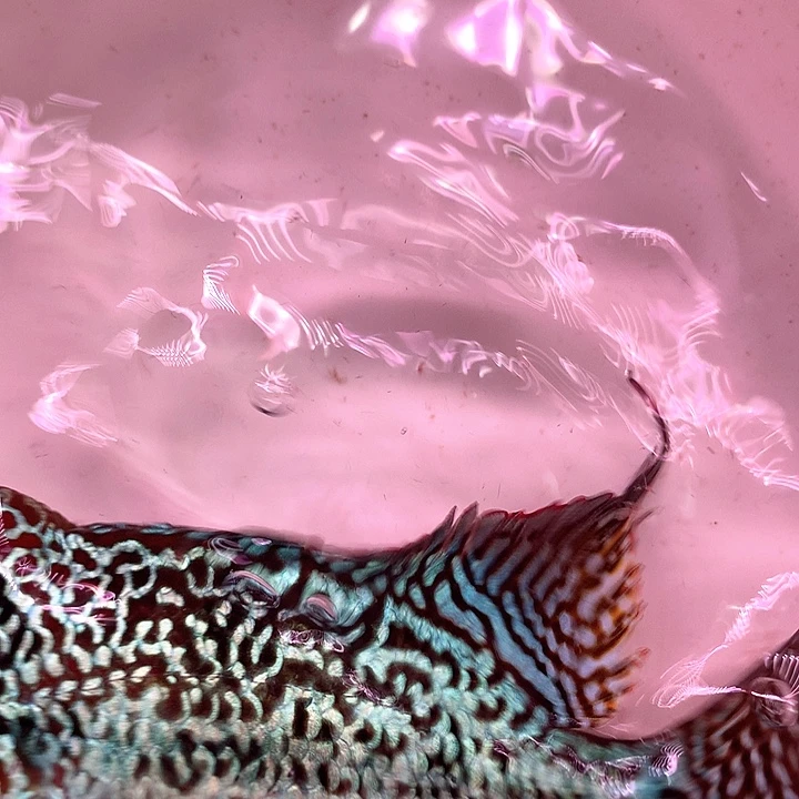 L***r罗汉鱼15中通88888