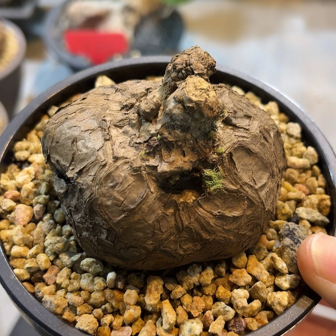 精品一叶龟，圆润，福利