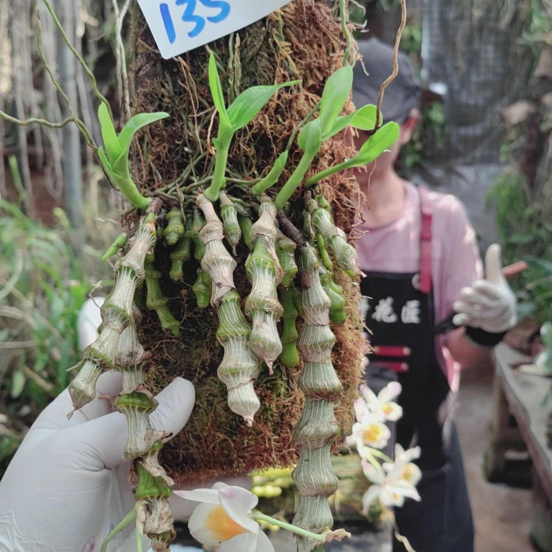 ＇**＇135肿节花卉植物微景观