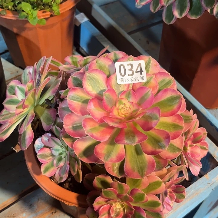 034倾城朵朵福利不包断枝