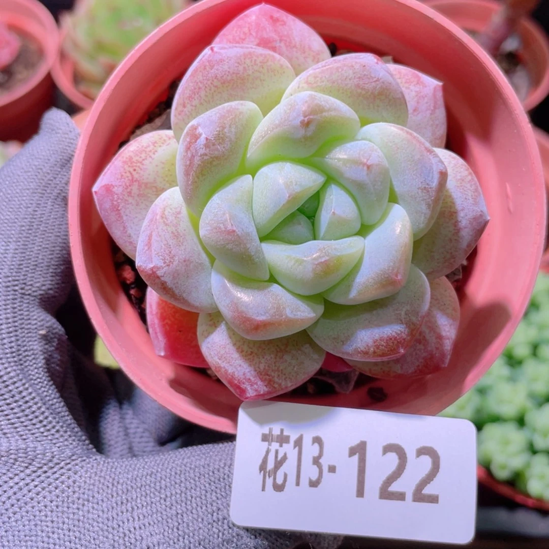 花利美13-122冰玉