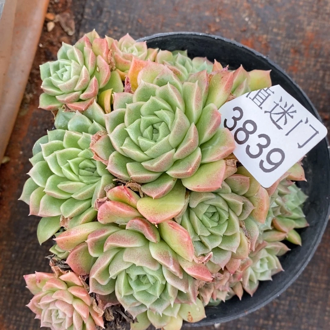 茉***沫不包整散掉头3839~12厘米