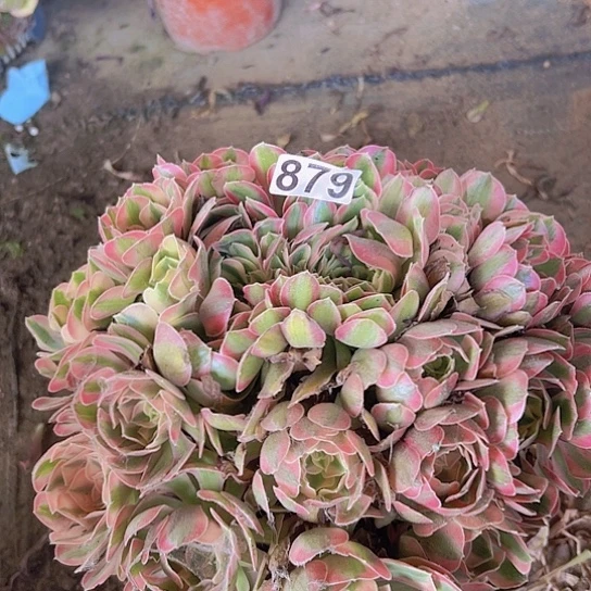 番***酱多肉植物一个法师