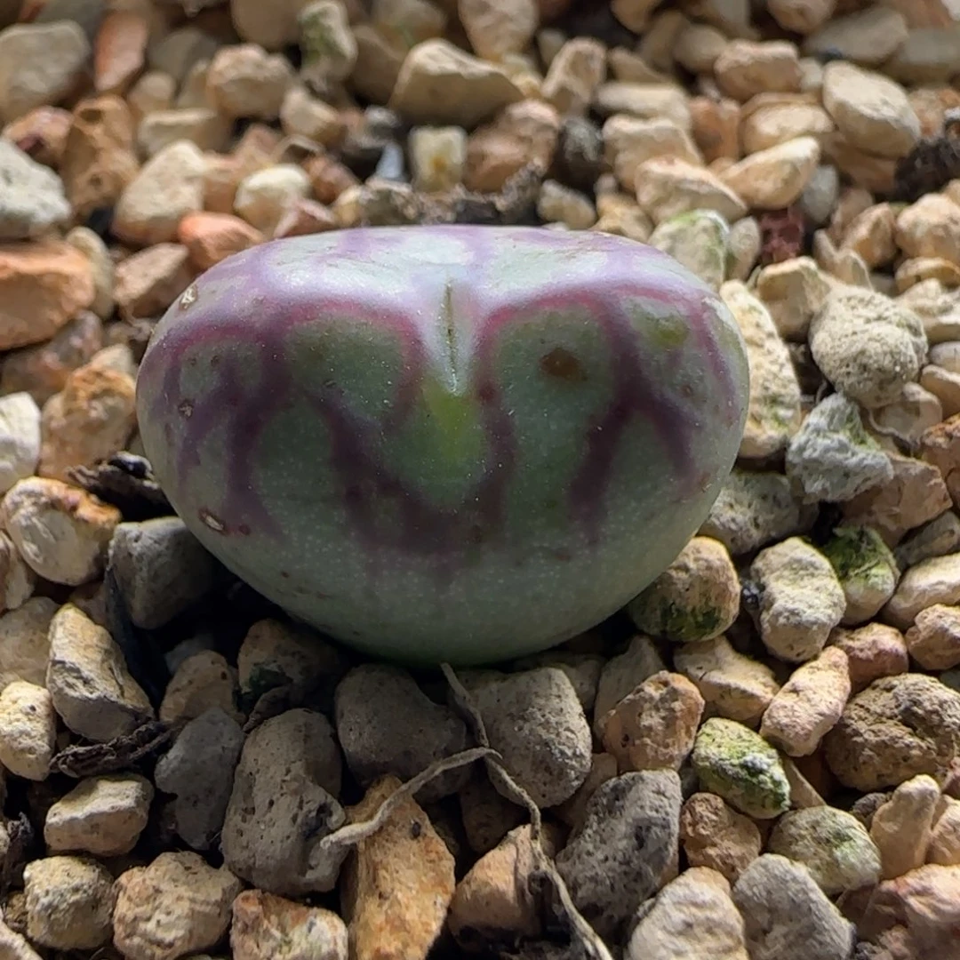 10-24-7-4当天满38包邮下播福利脱土