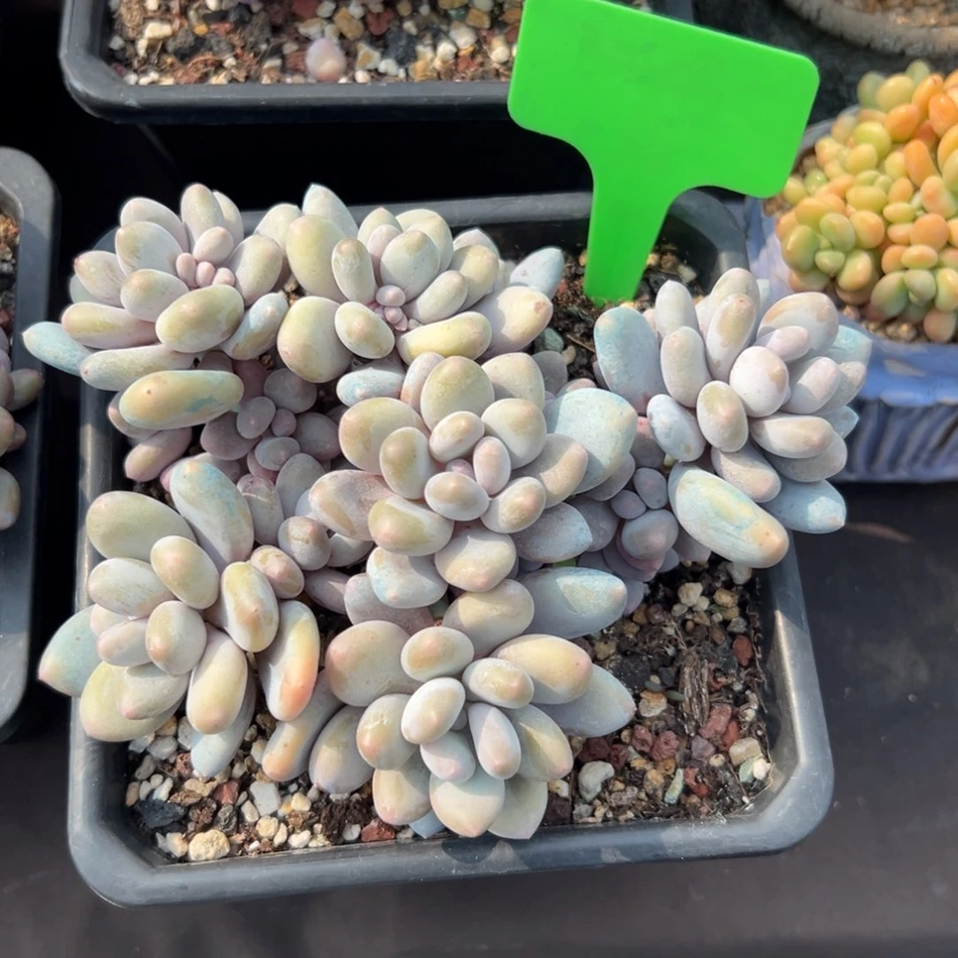 无花朵蛋黄奶酪1111111111111