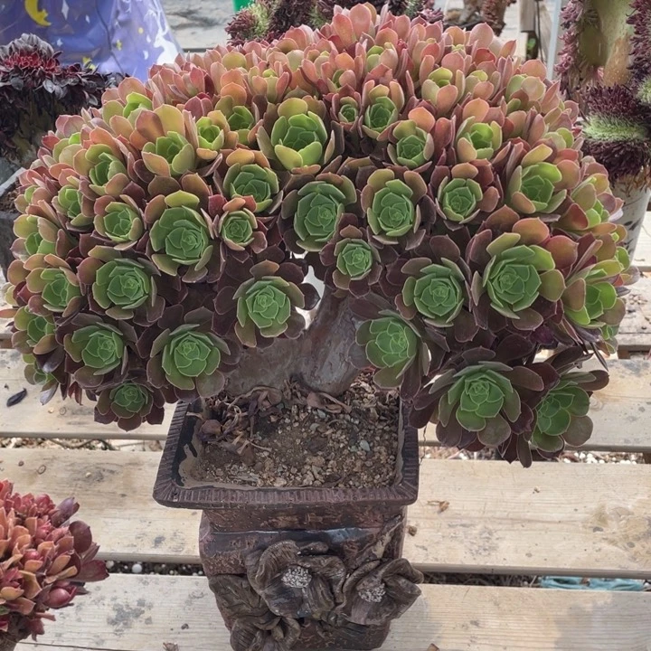 多肉植物的生长发育10