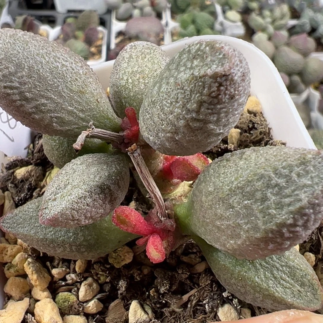 w胖叶型颗粒款实生新品