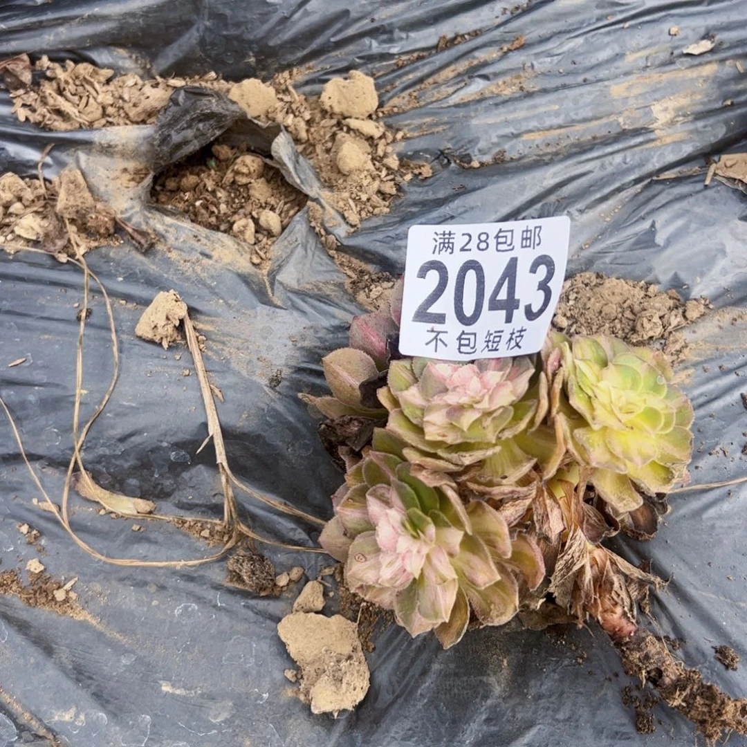 2043多肉植物法海王7彩