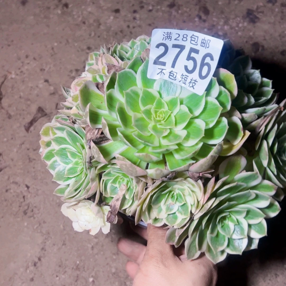 海王多肉植物2756